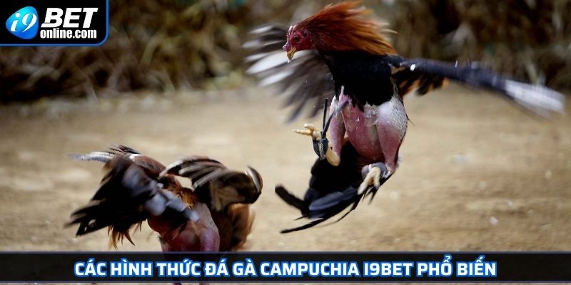 Đá Gà Campuchia Khám Phá Thế Giới Chọi Kê Đỉnh Cao 2025 4 Các hình thức đá gà Campuchia I9BET phổ biến