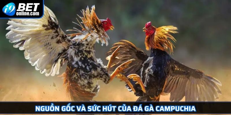 Đá Gà Campuchia Khám Phá Thế Giới Chọi Kê Đỉnh Cao 2025 2 Nguồn gốc và sức hút của đá gà Campuchia