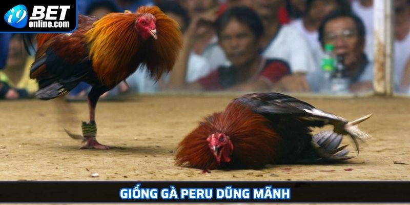Đá Gà Cựa Dao - Giống Gà Lý Tưởng Và Bí Quyết Cược Hiệu Quả 3 Giống gà Peru dũng mãnh