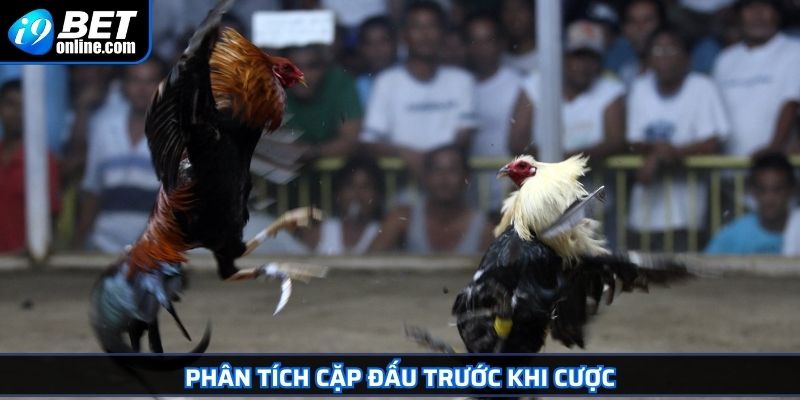 Đá Gà Cựa Dao - Giống Gà Lý Tưởng Và Bí Quyết Cược Hiệu Quả 4 Phân tích cặp đấu trước khi cược