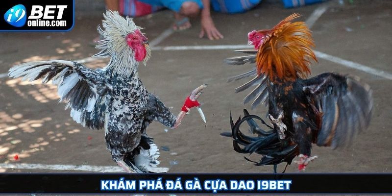 Đá Gà Cựa Dao - Giống Gà Lý Tưởng Và Bí Quyết Cược Hiệu Quả 2 Khám phá đá gà cựa dao I9BET