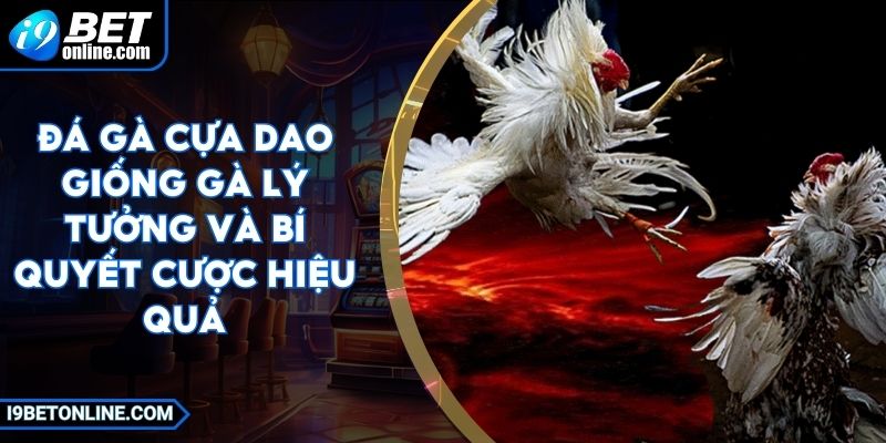 Đá Gà Cựa Dao - Giống Gà Lý Tưởng Và Bí Quyết Cược Hiệu Quả