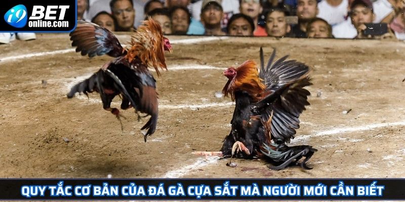 Đá Gà Cựa Sắt - Tìm Hiểu Luật, Giống Gà Và Cách Thắng Tối Ưu 2 Quy tắc cơ bản của đá gà cựa sắt mà người mới cần biết