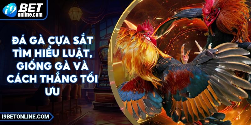 Đá Gà Cựa Sắt - Tìm Hiểu Luật, Giống Gà Và Cách Thắng Tối Ưu 1 Đá Gà Cựa Sắt - Tìm Hiểu Luật, Giống Gà Và Cách Thắng Tối Ưu