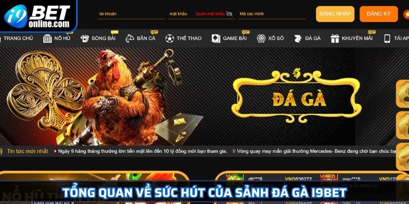 Tổng quan về sức hút của sảnh đá gà I9BET