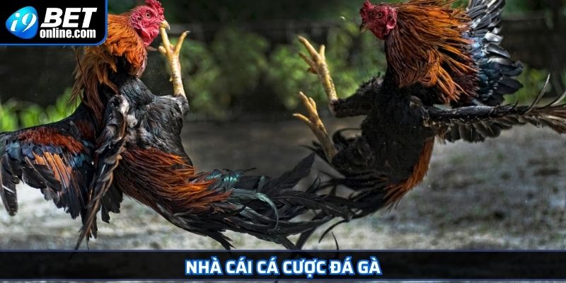 Tường Thuật Đá Gà Trực Tiếp I9BET Trải Nghiệm Kịch Tính 3 Nhà cái cá cược đá gà