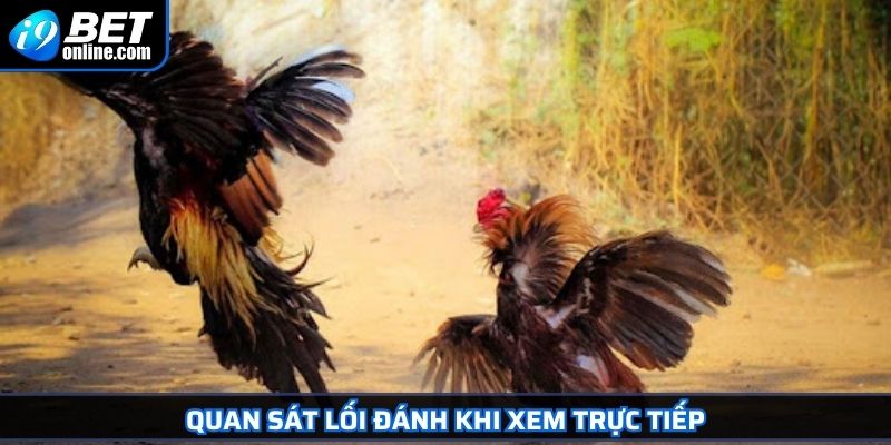 Tường Thuật Đá Gà Trực Tiếp I9BET Trải Nghiệm Kịch Tính 4 Quan sát lối đánh khi xem trực tiếp